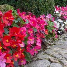 Begonia sahara garden for sale  PETERBOROUGH