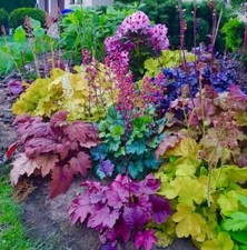 80002097 heuchera americana usato  Spedire a Italy