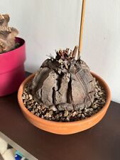 Dioscoréa éléphantipes 17cm d'occasion  Rouen-