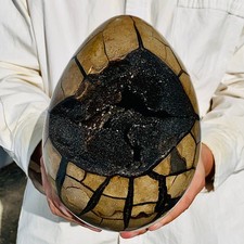 10.78lb natural turtle for sale  Burlington