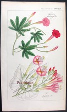 1830 raro dietrich usato  Urbino