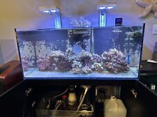 Red sea reefer d'occasion  Expédié en Belgium