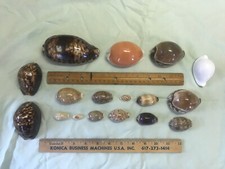 Beautiful collection cowrie for sale  Coventry
