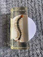 Taxidermy real bugs for sale  ROCHESTER
