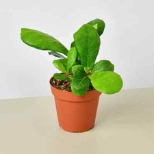 Seeds ficus lyrata for sale  Spring City