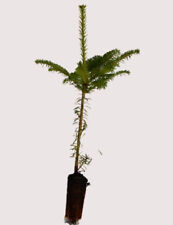 Fraser fir trees for sale  INVERNESS