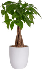 plant money tree for sale plant money tree for sale Bloomington