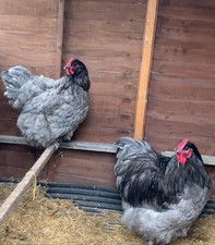 Blue orpington free for sale  STOURBRIDGE