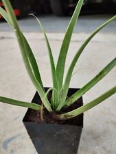 Agave bracteosa live for sale  Ocala