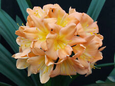 Clivia aloe pastel d'occasion  Basse-Goulaine