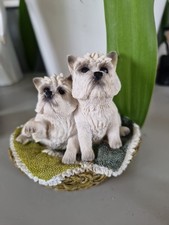 West highland terrier for sale  ABERGAVENNY