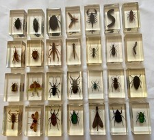 Real bugs insect for sale  RUSHDEN