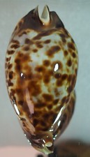 Cypraea friendii top usato  Italia