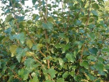 Young downy silver for sale  WEST MALLING
