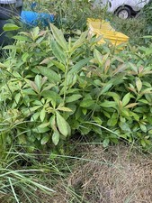 Azalea fireball starter for sale  New Gloucester