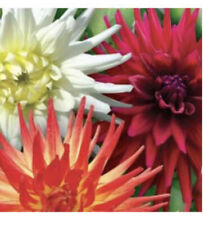 Dahlia cactus evelina for sale  LOUGHTON