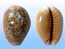 Cypraea helvola hawaiiensis usato  Roma