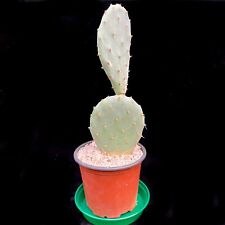 Opuntia robusta cacti for sale  LEIGH