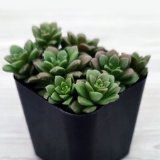 Succulent live plant for sale  San Jose
