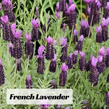 100 french lavender for sale  Temple City