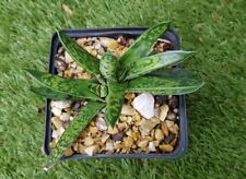 Gasteria liliputana 11cm d'occasion  Perpignan-