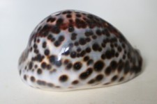 Collection coquillage cypraea d'occasion  Neuville-aux-Bois