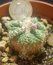 Aztekium ritteri caespitosa usato  Baranzate