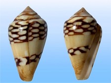Conidae conus mercator usato  Roma