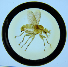 Antique microscope slide. for sale  BRISTOL