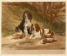 English springer spaniel for sale  UK