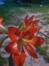 Beautiful minerva amaryllis for sale  High Springs