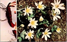 Bloodroot flower plant for sale  Richmond