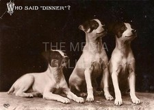 Jack russell puppies for sale  Los Angeles
