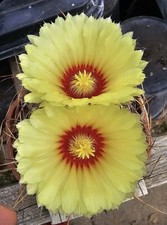 Astrophytum capricorne aureum for sale  CHERTSEY