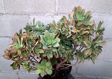 Aeonium haworthii rose for sale  USA