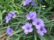 Assorted potted plants for sale  Zellwood