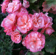 Pelargonie große pflanze gebraucht kaufen  Forbach