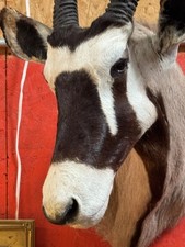 African gemsbok oryx for sale  Ruidoso