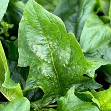 SEMENTES DE ESPINAFRE ORIENTAL MIKADO F1 folhas sementes vegetais sementes de espinafre comprar usado SEMENTES DE ESPINAFRE ORIENTAL MIKADO F1 folhas sementes vegetais sementes de espinafre comprar usado  Enviando para Brazil