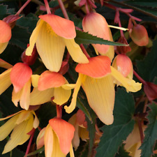 Begonia starshine calypso for sale  STOCKPORT
