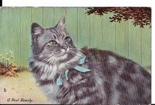 beautiful kittens for sale beautiful kittens for sale HEREFORD
