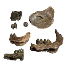Prehistoric pleistocene age for sale  Hendersonville
