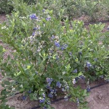 Blueberry duke bush for sale  SOUTHAMPTON
