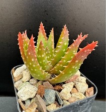 Aloe cv. crosby for sale  Marana
