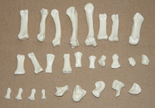 Somso skeleton anatomical for sale Somso skeleton anatomical for sale  Saylorsburg
