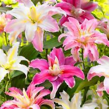 Large mixed colour for sale  BIRMINGHAM