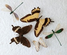 Butterfly damselfly collection for sale  SLEAFORD