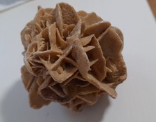 Sandrose wüstenrose höhe gebraucht kaufen  Oyten