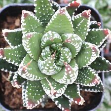 Haworthia reinwardtii zebrina for sale  Fort Jones