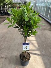 Laurus nobilis 100cm for sale  EGHAM